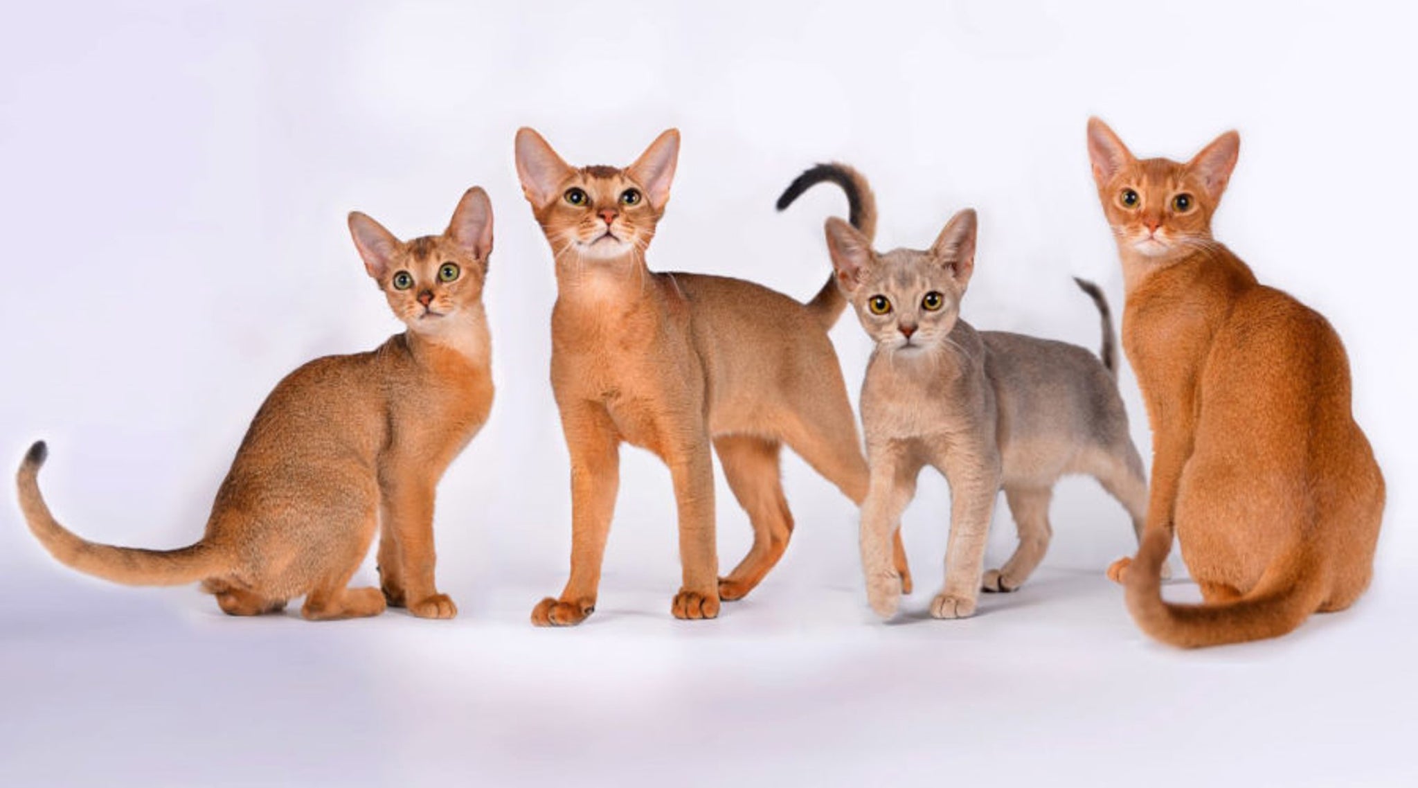 Are Abyssinian cats Friendly?