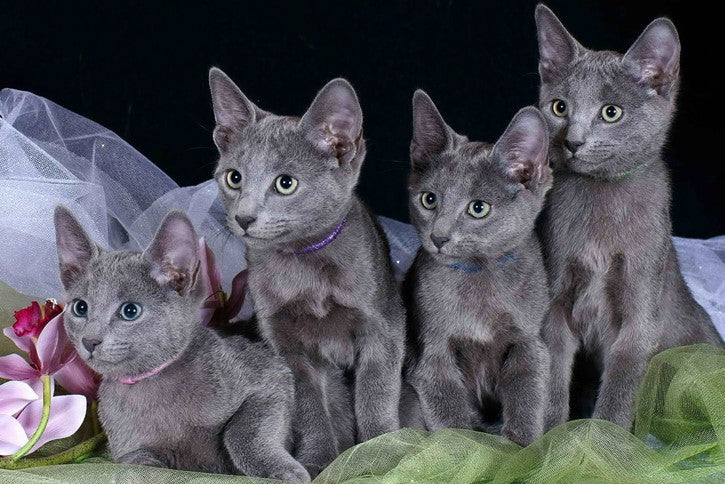 Russian Blue Cats. So Beautiful!
